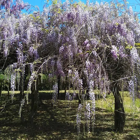 Tatil Evi Casas Do Zagao - Carregal do Sal