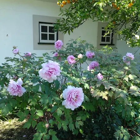 Casas Do Zagao - * Carregal do Sal