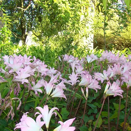 Casas Do Zagao - Carregal do Sal